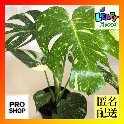 モンステラ イエローモンスター 斑入り 7号鉢つき 巨大葉❗ ④ 斑入り