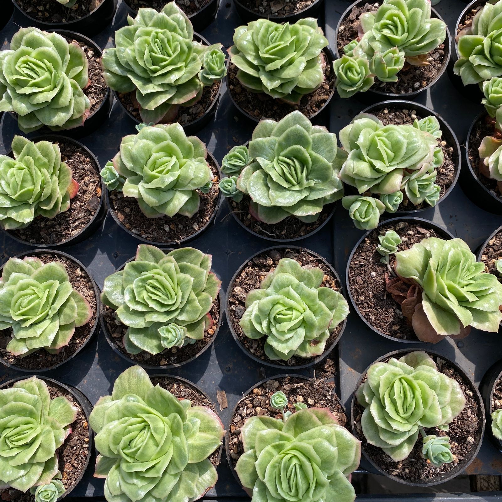 24株の抜き苗セット】アイスローズ錦 多肉植物 佐川急便発送