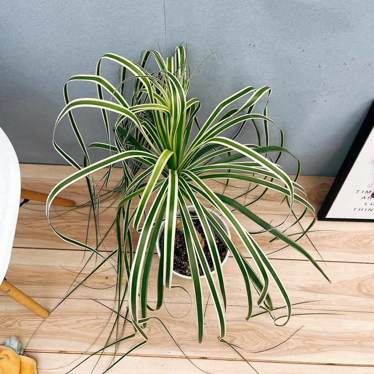 現品］【超希少】2番 ブコニア レクルバータ バリエガータ 7号 観葉