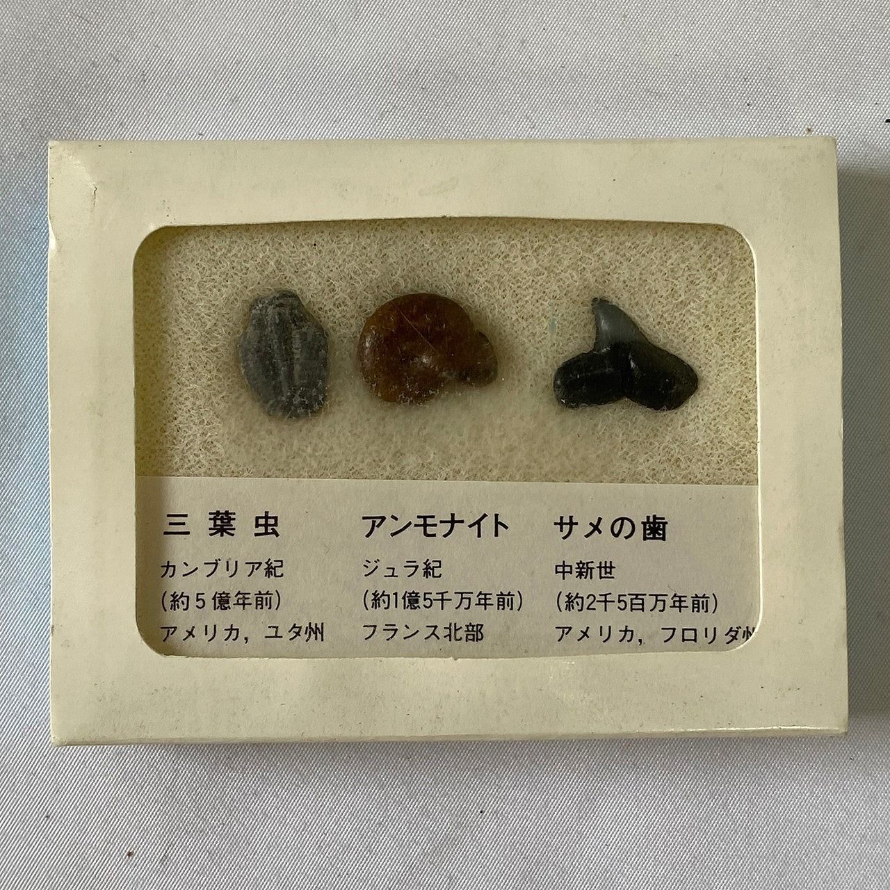 サメの歯 化石 5千万年前 - 標本用品