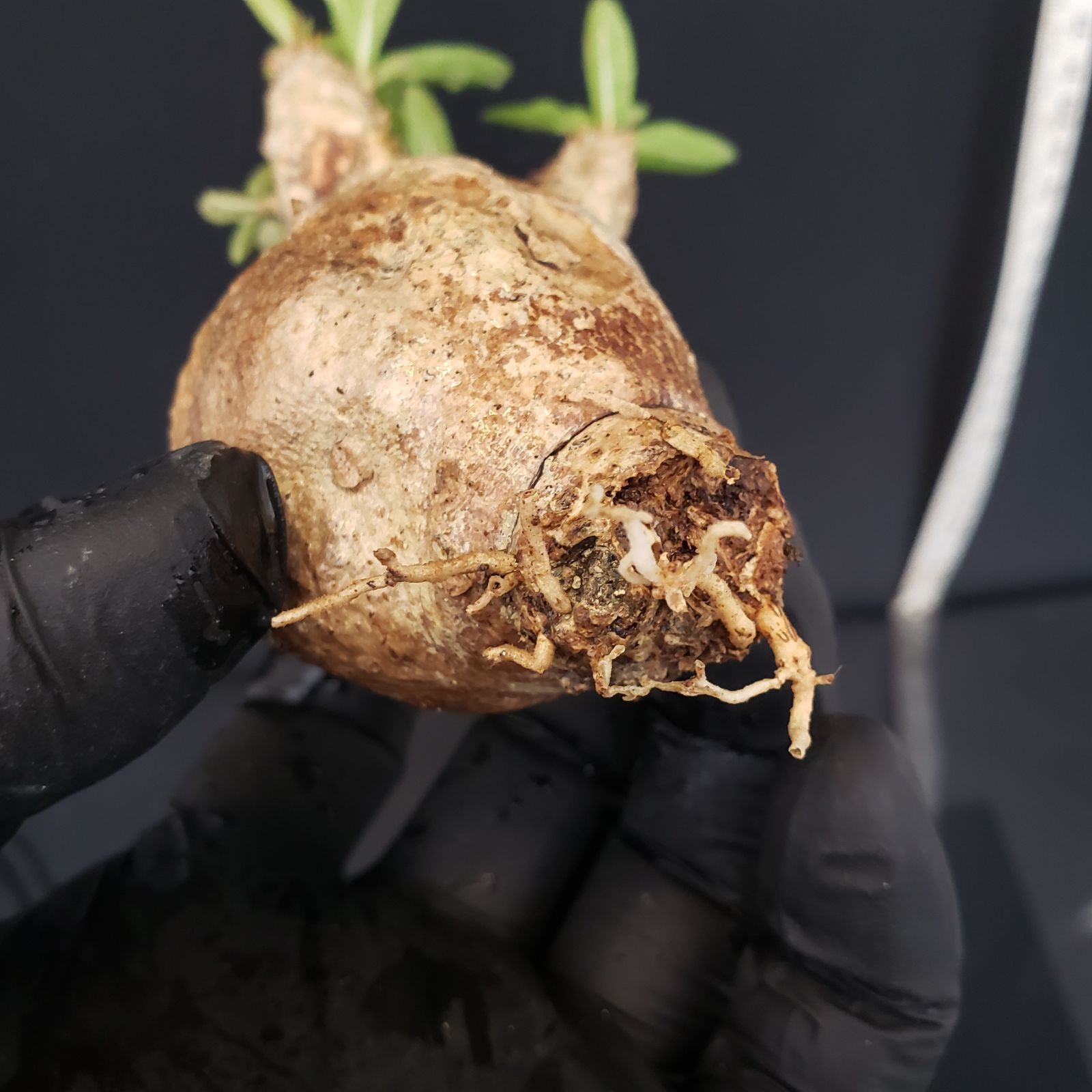 Y231【自社養生発根株】Pachypodium イノピナツム（現地球・抜き苗