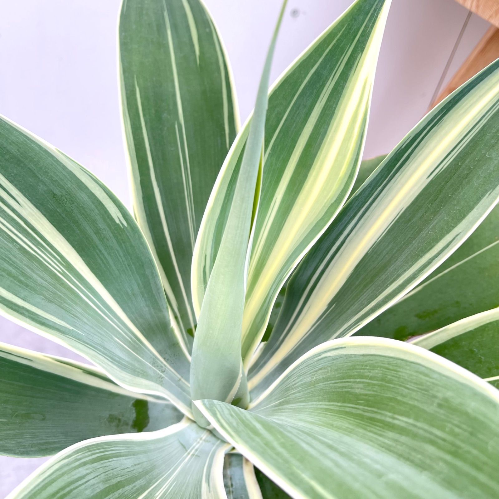 アガベ アテナータ 斑入り レオブライト 1【現品】☆希少☆ 観葉植物