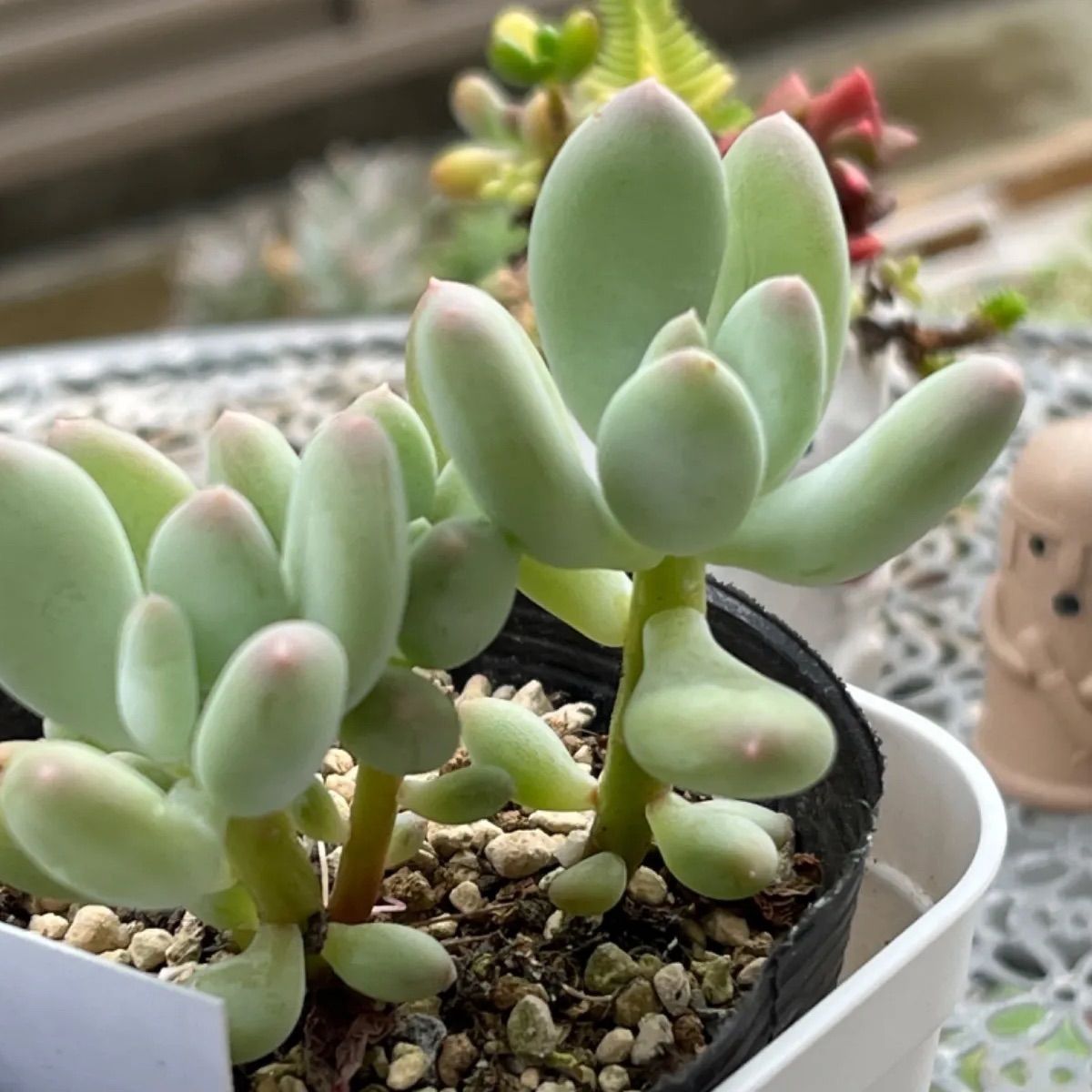 多肉植物 ☆速達付き☆ 桃美人 錦 韓国苗 - インテリア小物