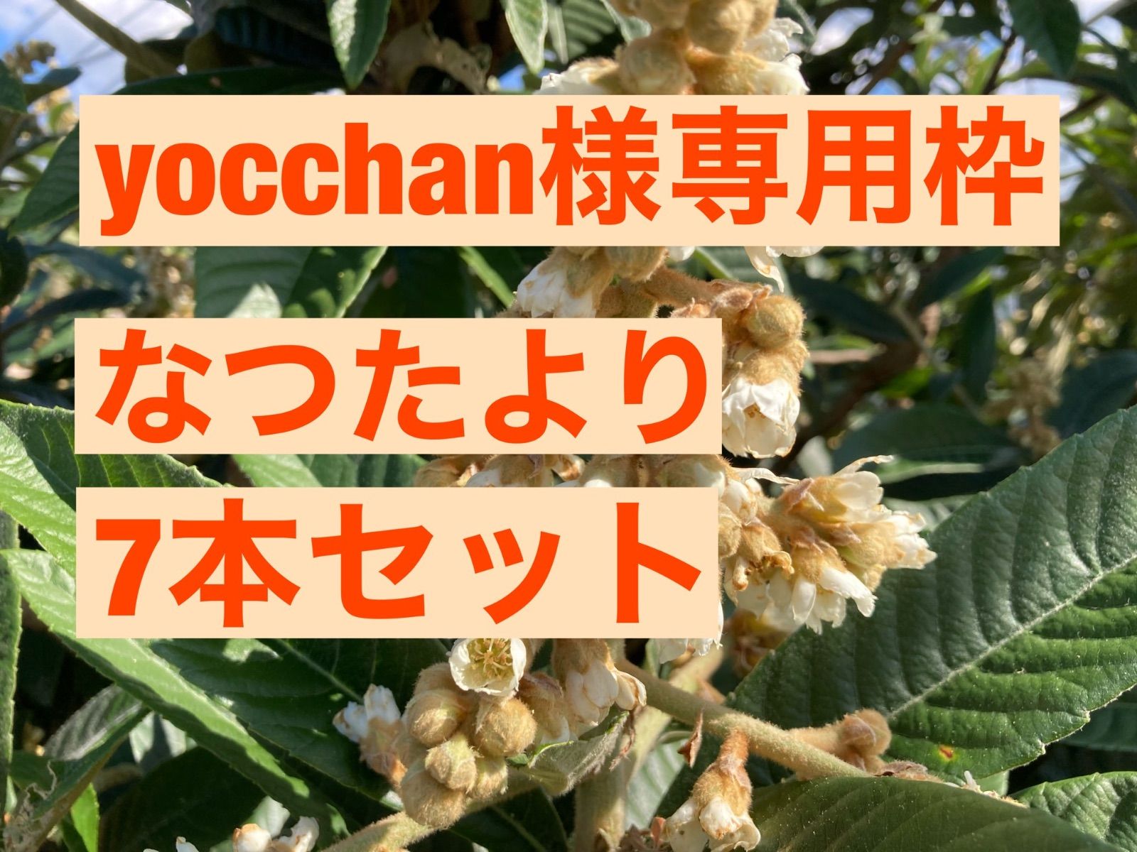 びわ苗屋さん yocchan様専用枠 なつたより7本セット - メルカリ