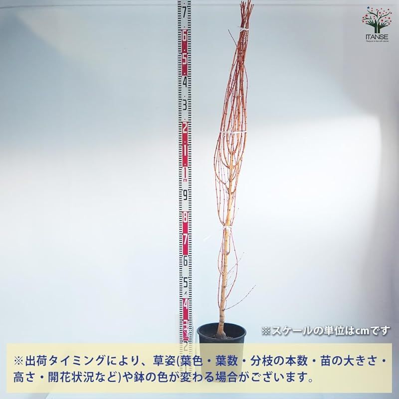 ♥ ＩＴＡＮＳＥ モミジの苗木 美峰 びほう 8号 1個売り 初心者向け 育てやすい 品種で選べる花木苗 学名 Acer palmatum Bihou |ムクロジ科 カエデ科 カエデ属 耐寒性落葉高木|別名 ビホウモミジ 紅葉 紅葉 楓 か 0 YUZUMIYA_COM