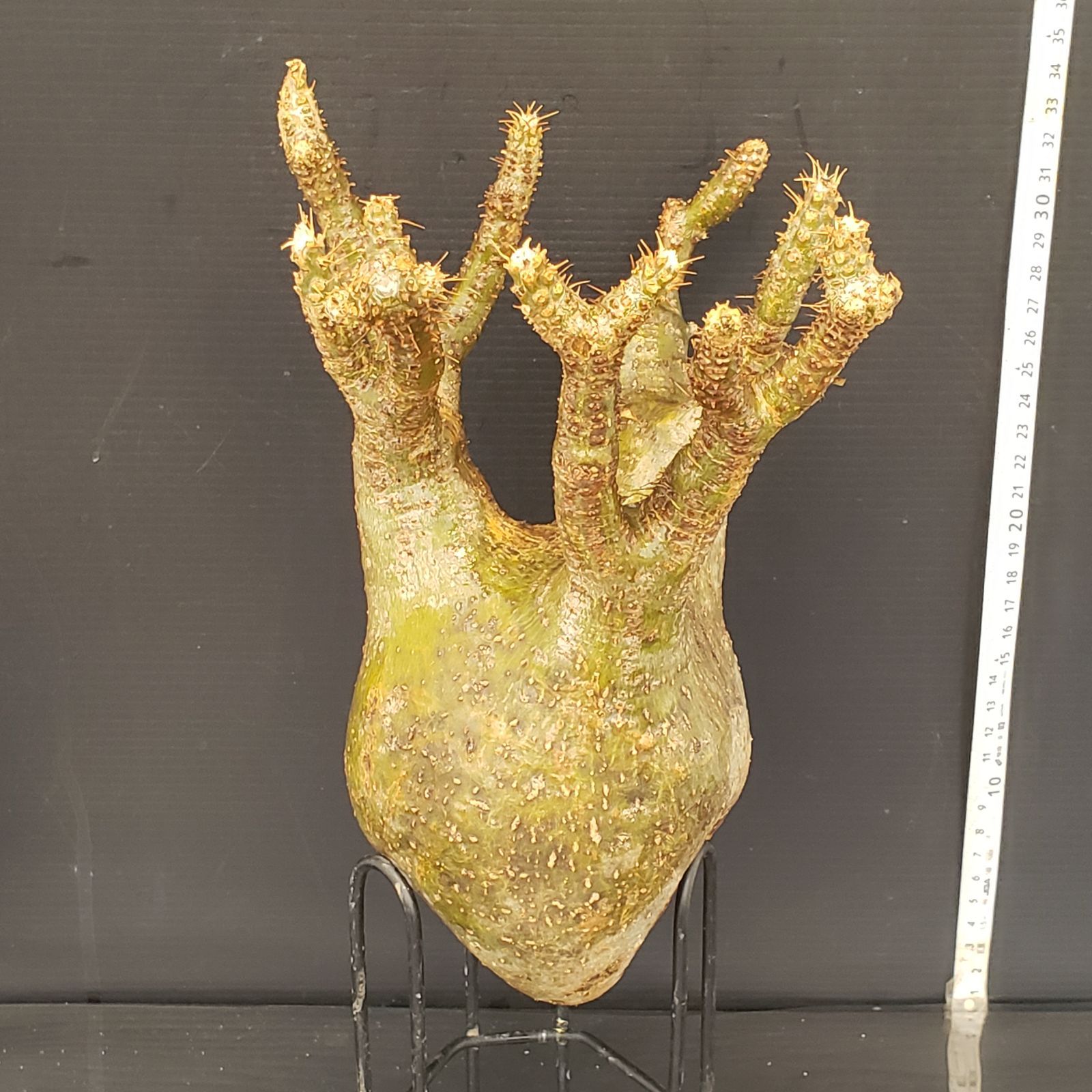 マ112 「現地株」パキポディウム グラキリス S 抜き苗【10/18最新到着