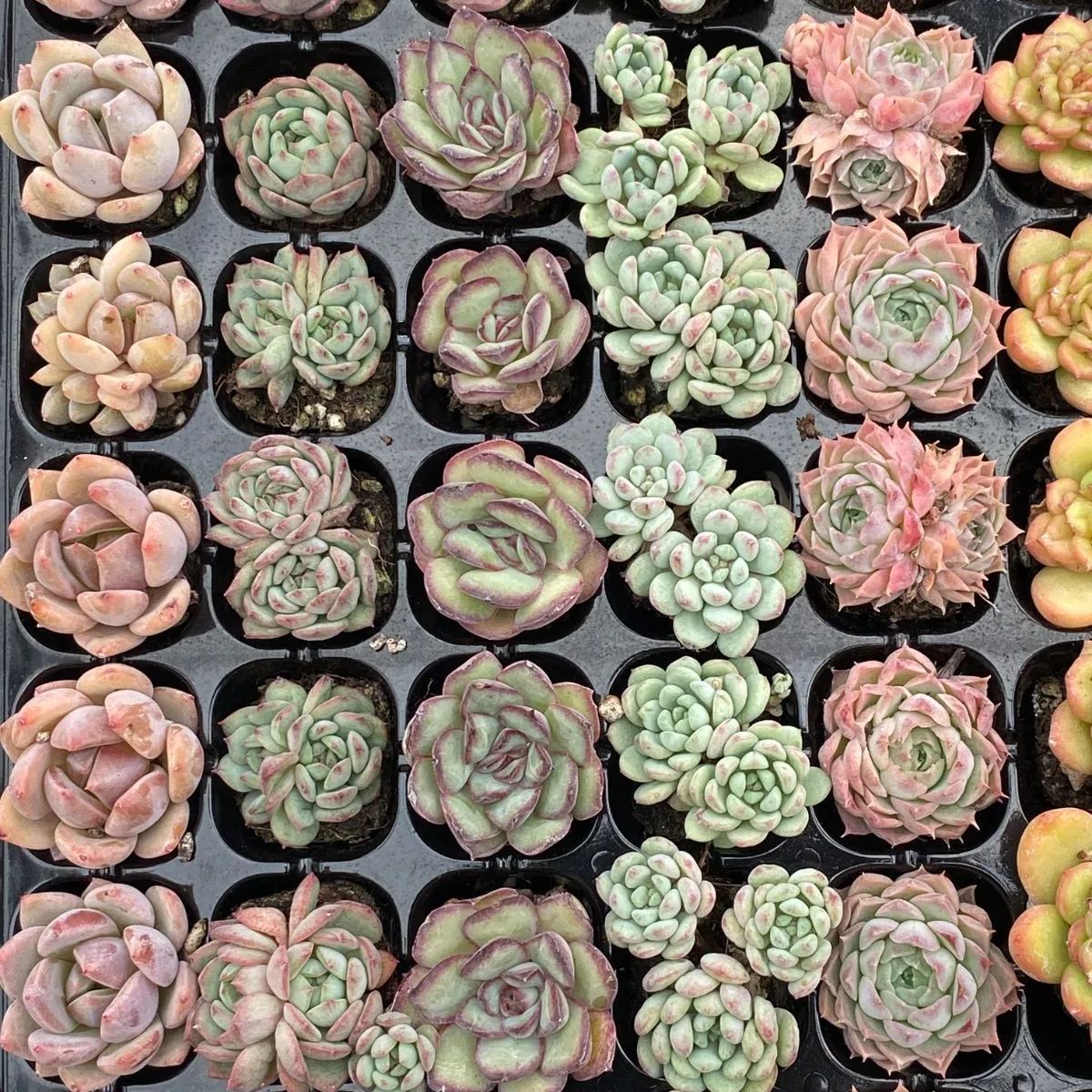 15種類セット E567-11×105苗 詰め合わせ 多肉植物 エケベリア 韓国苗 