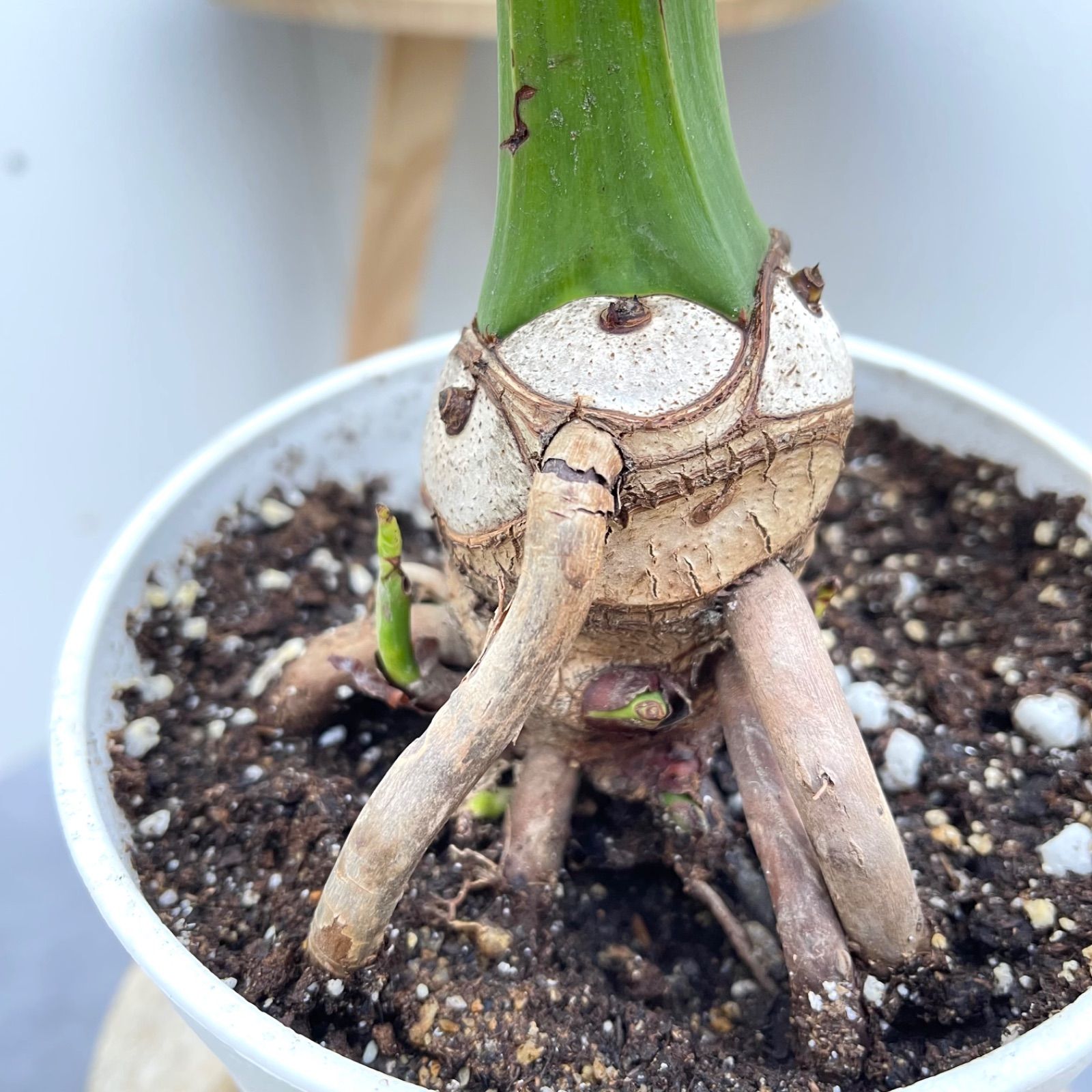 フィロデンドロン セローム 根上がり 2【現品】観葉植物 室内 5号 