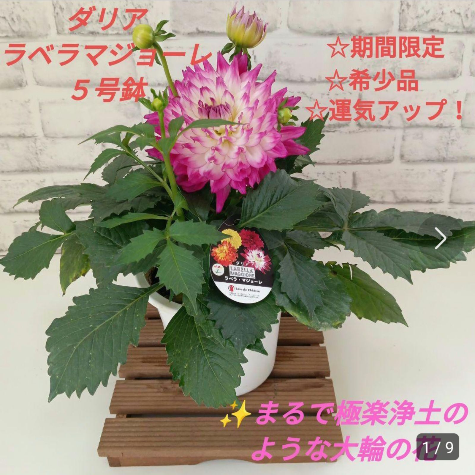 鉢花 観葉植物 ダリア ラベラマジョーレ 5号 インテリア 運気アップ