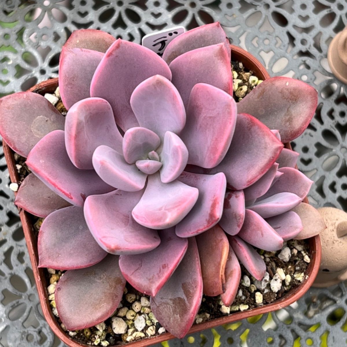 多肉植物 ☘️ デビー双頭 大苗 抜き苗 - メルカリ