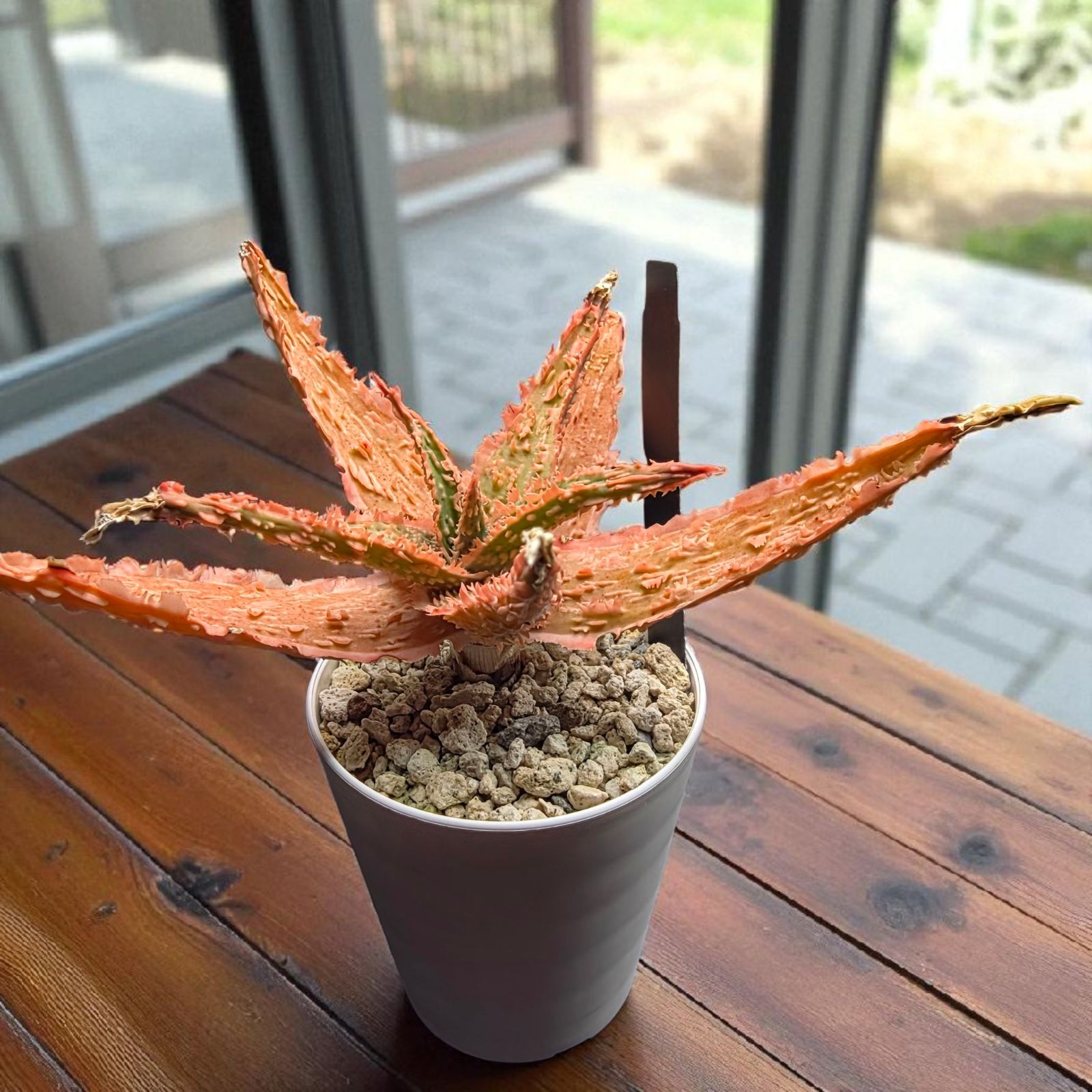 極上美株】アロエ ザ・コア ハイブリッド (Aloe 'THE CORE' HYBRID