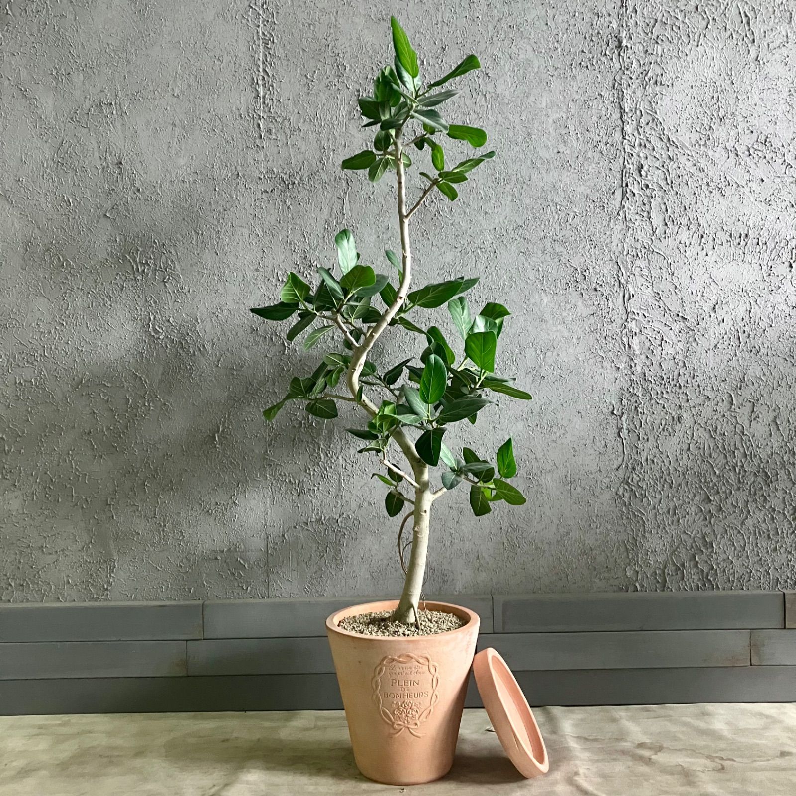 フィカス　ベンガレンシス　11番 フィカス ベンガレンシス 11番 フィカス ベンガレンシス | 観葉植物の