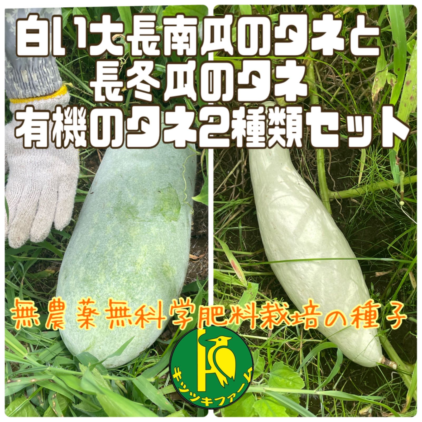 白い大長南瓜（かぼちゃ）のタネ5粒と長冬瓜（とうがん）のタネ