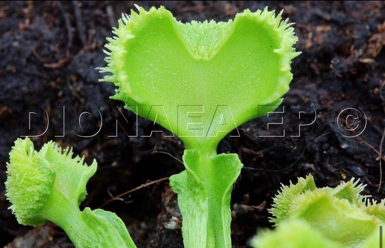 Dionaea muscipula Carnivoria Heart Pompom ディオネアマスシプラ ハートポンポン ハエトリソウ ハエトリグサ  食虫植物 観葉植物 - メルカリ