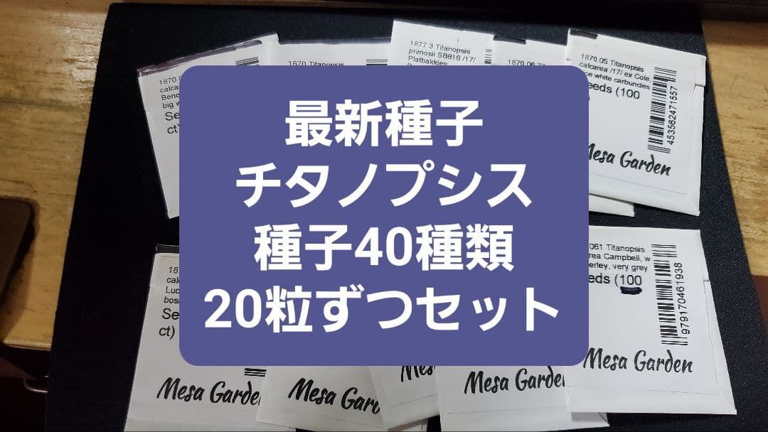 チタノプシス 種子４０種類 ２０粒ずつセット 発芽 済み