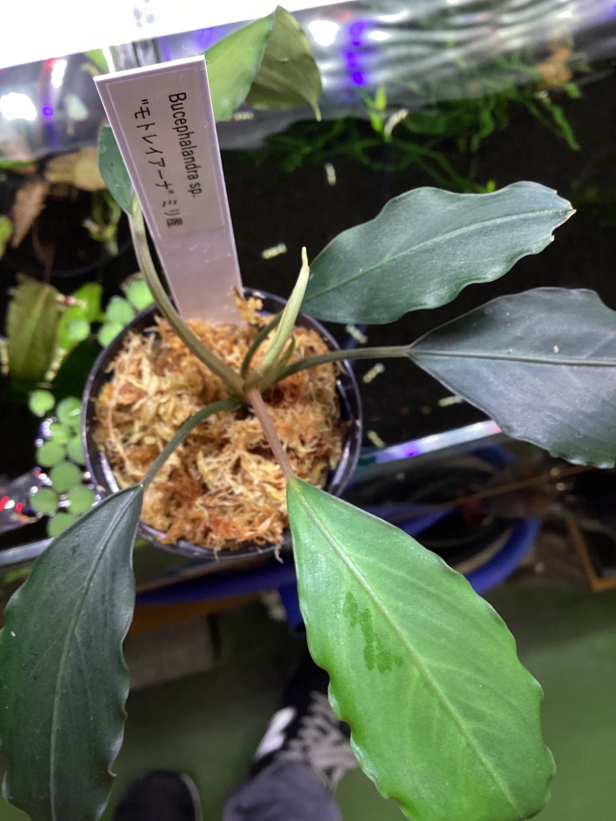 ミリ産 Bucephalandra