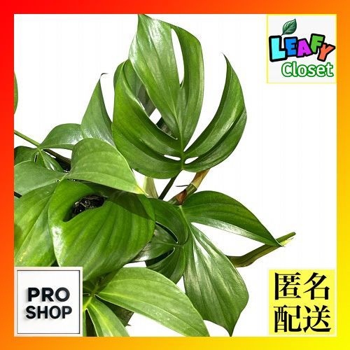 光触媒 人工観葉植物 ウォールグリーン フェイクグリーン カシワバゴム