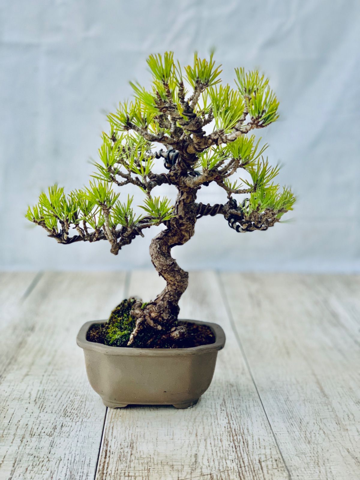 黒松 小品盆栽 くろまつ