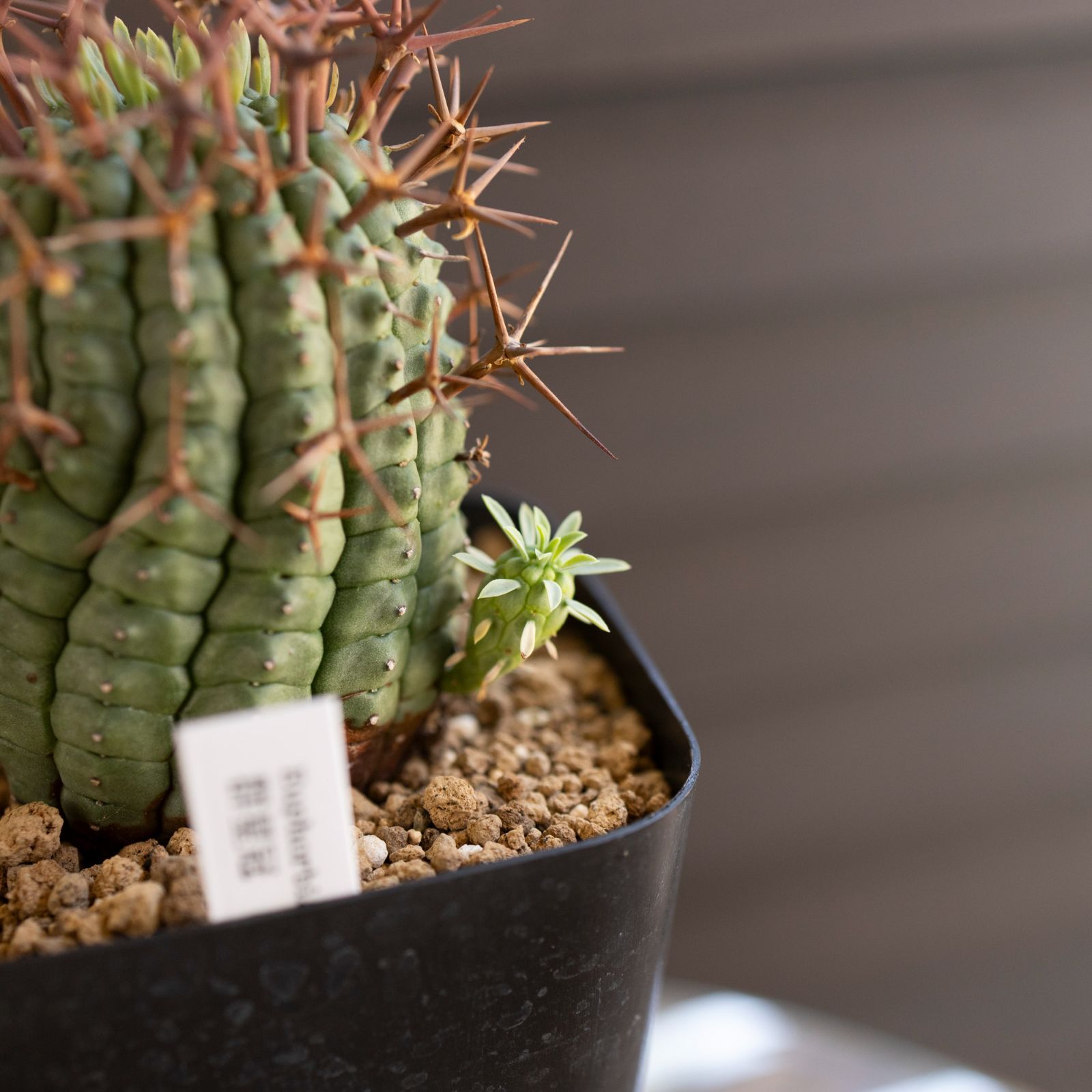 ユーフォルビア 群星冠　錦　子株付き　2.5号 ユーフォルビア 群星冠 錦 子株付き 2.5号