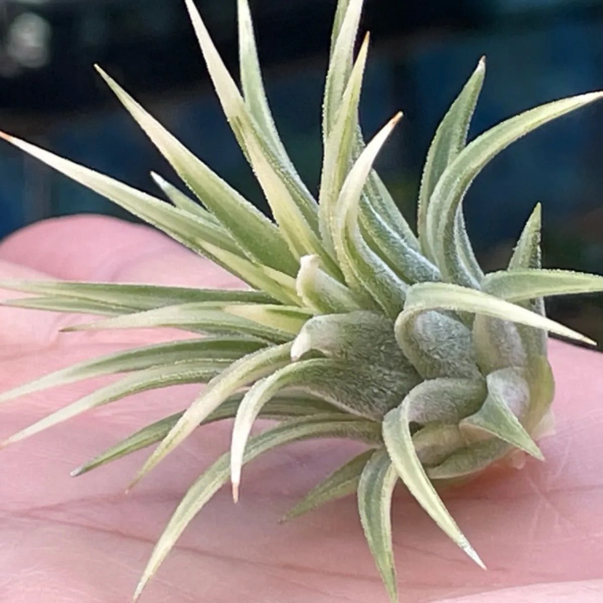 チランジア イオナンタ アルボマルギナータTillandsia ionantha