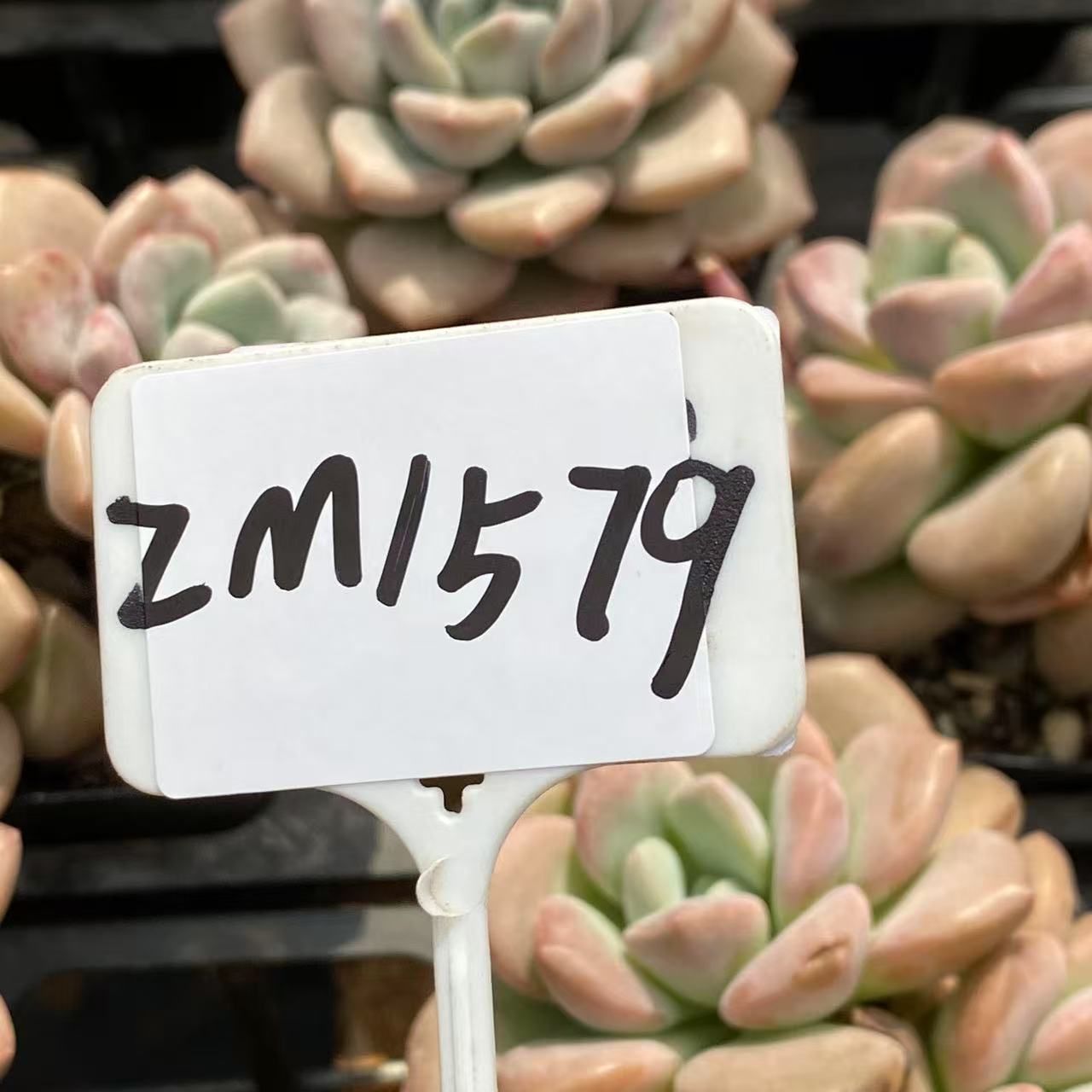抜き苗 花鹿 ZM1579×40株 ふっくら 多肉植物 エケベリア