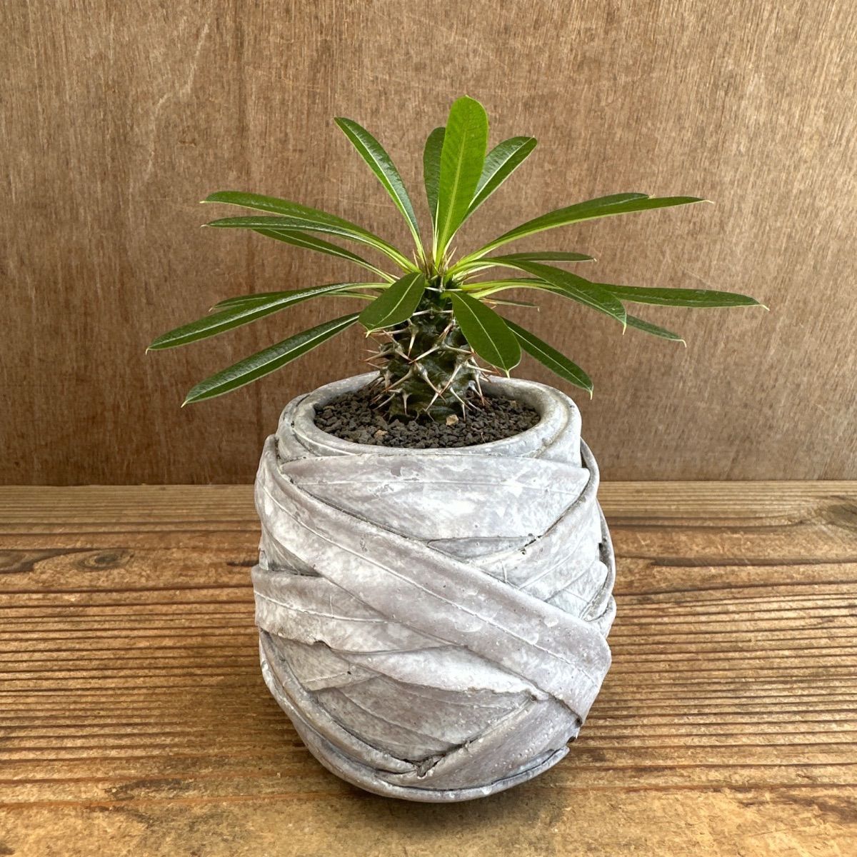 パキポディウム ラメリー ③ 現品 Pachypodhium lamerei パキポジウム 