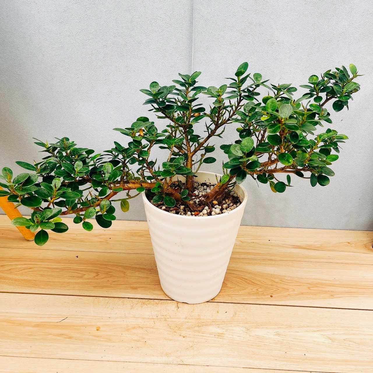 ［現品］【希少】9番　コパンダガジュマル　7号　観葉植物　室内　レア　ゴムの木 現品］【希少】9番 コパンダガジュマル 7号 観葉植物 室内 レア ゴムの