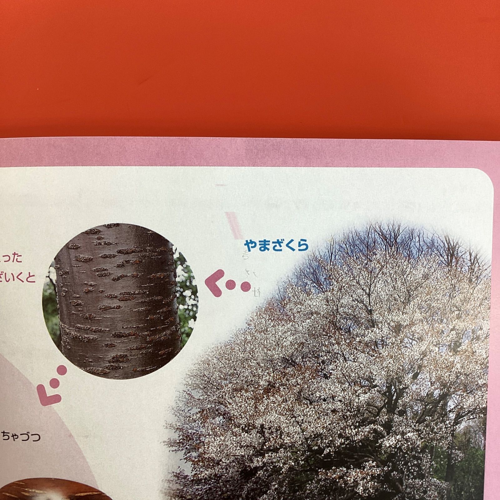 ふしぎなとびら-手紙絵本 （絶版‼️サイン入り‼️レア） Amazon.co.jp: 宝塚 望海風斗さん サイン色紙 封筒付き X7QI