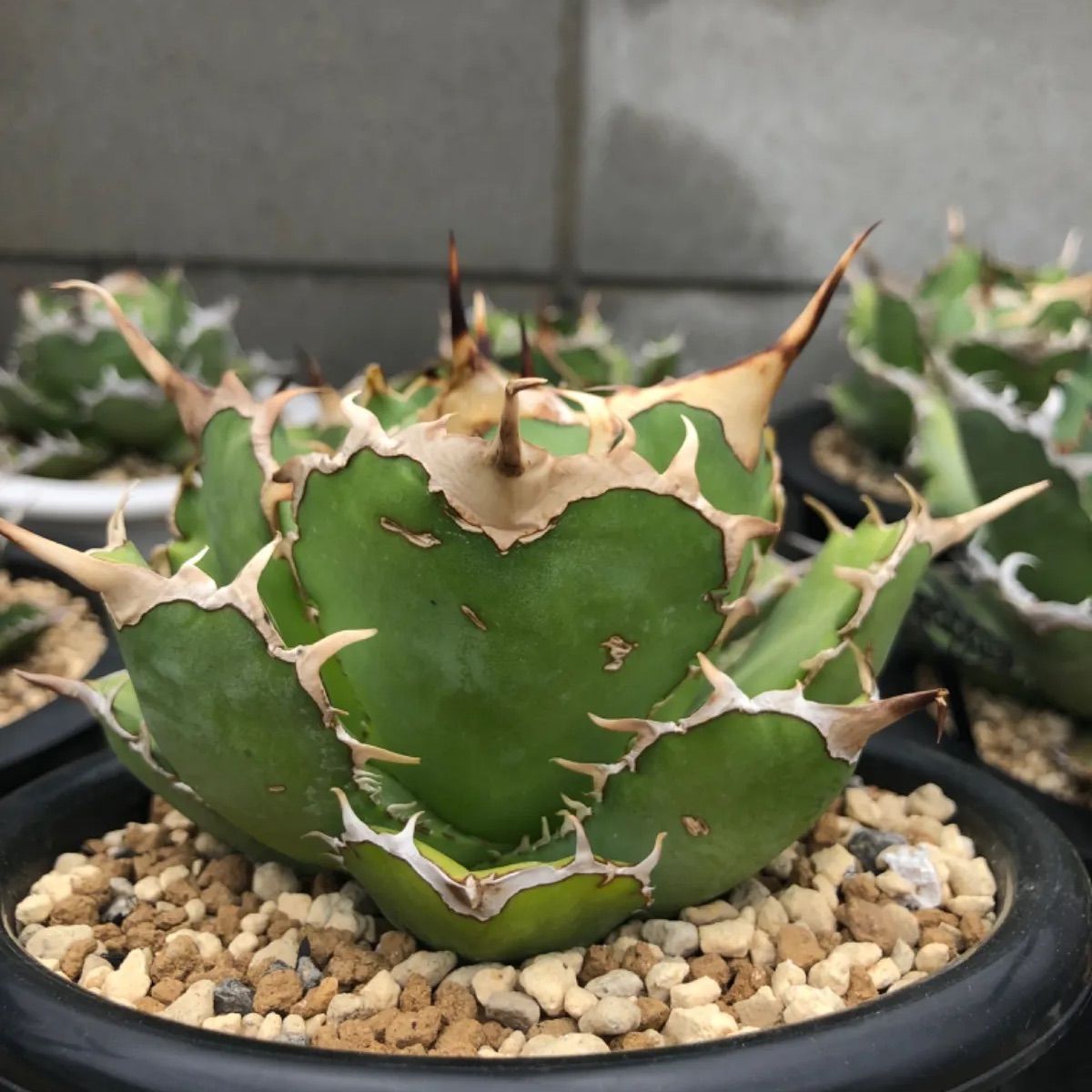 Iran Agave titanota Dragon spine - メルカリ