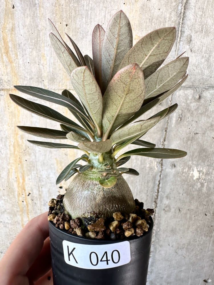 アンティーク マホガニー金彩彫刻スクリーン 子供達のセピア絵 レザー 花織生地 アンティーク マホガニー金彩彫刻スクリーン 子供達のセピア絵