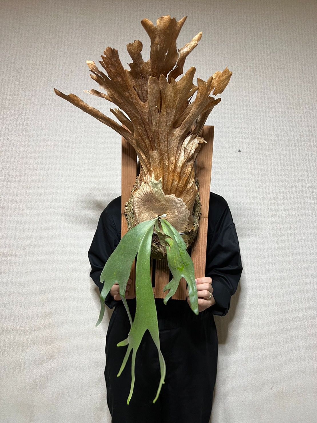 Willinckii java wild ウィリンキー　ジャワ　ワイルド Willinckii java wild ウィリンキー ジャワ ワイルド（C28 細葉