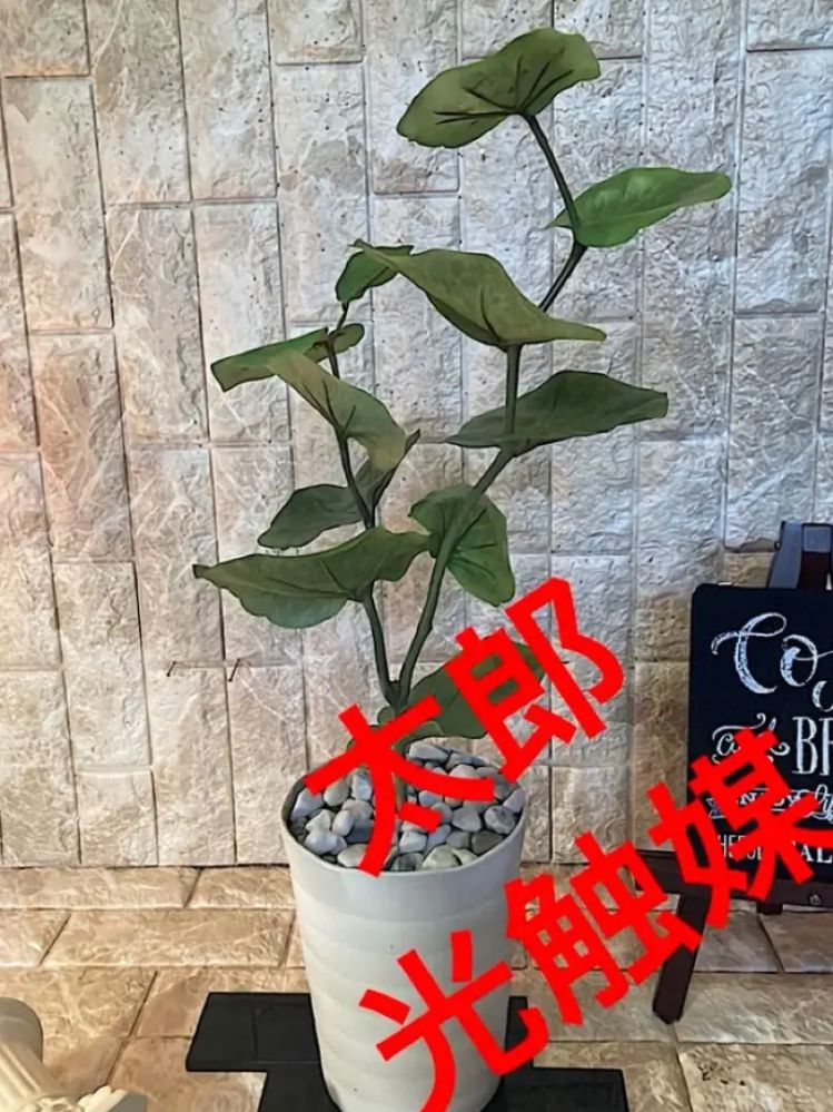 光触媒 人工観葉植物 ウォールグリーン 造花 アレンジ シーグレープ63w ...