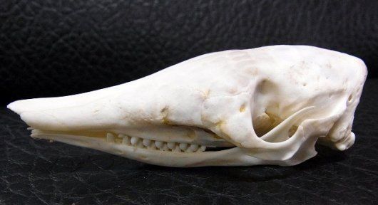 頭骨標本　ココノオビアルマジロ 頭骨標本 ココノオビアルマジロ