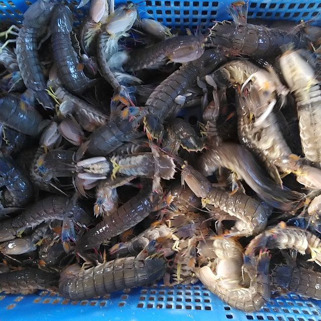 活梱包「海水ごと輸送！蝦蛄海老 1ｋｇ（20-32匹）シャコエビ しゃこえび シャコ刺身 蝦蛄刺身 刺し身 シャコの寿司に ボイルシャコに 漁師直送 活きて到着の可能性あり 活魚【100】