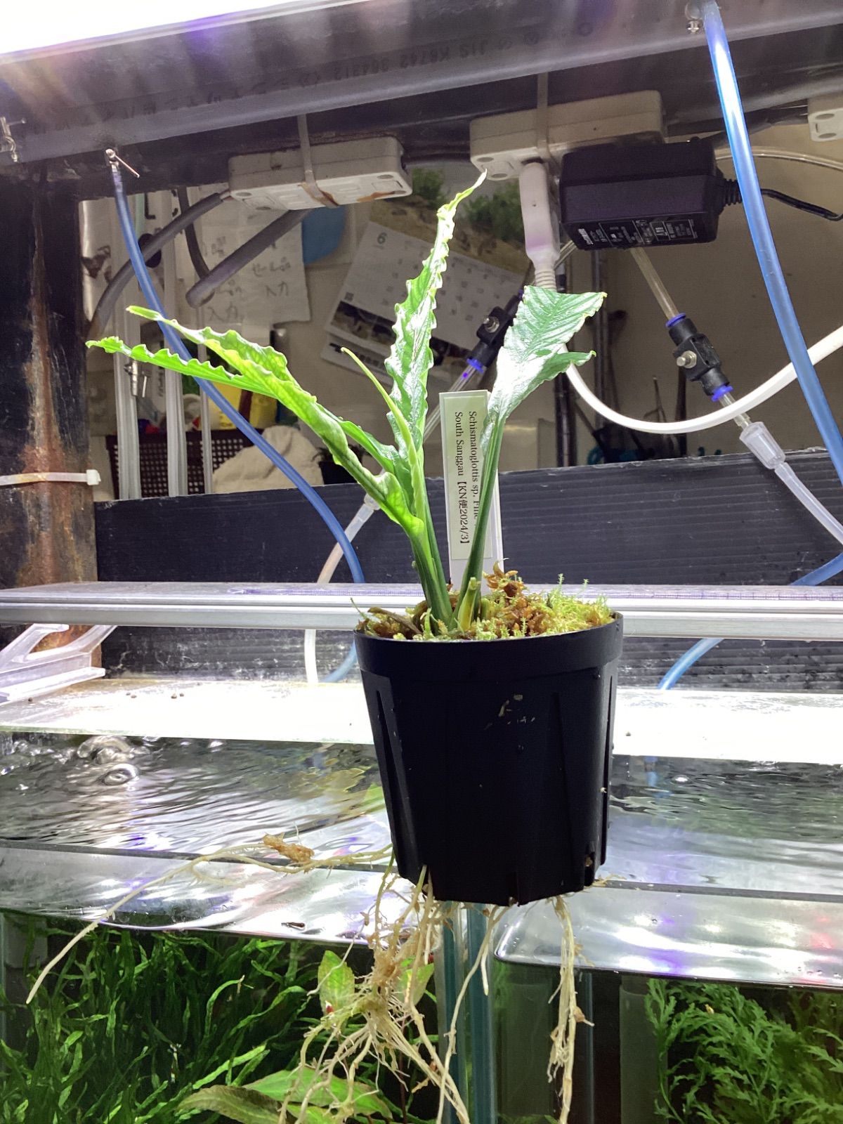 スキスマトグロッティスsp.ファインウェーブ 南サンガウ Schismatoglottis sp. Fine waves South Sanggau KN便 STEELWINDOWSANDDOORS_COM