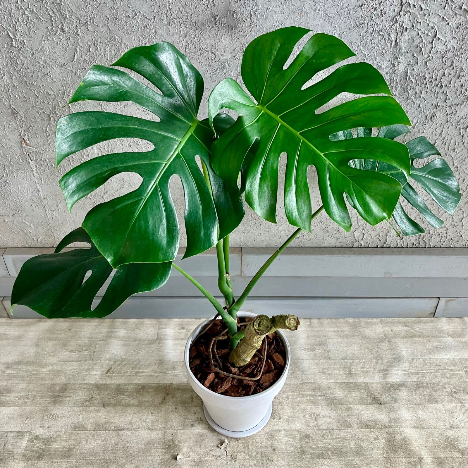 美形 根上がり モンステラ デリシオーサ 9号 テラコッタ鉢植え