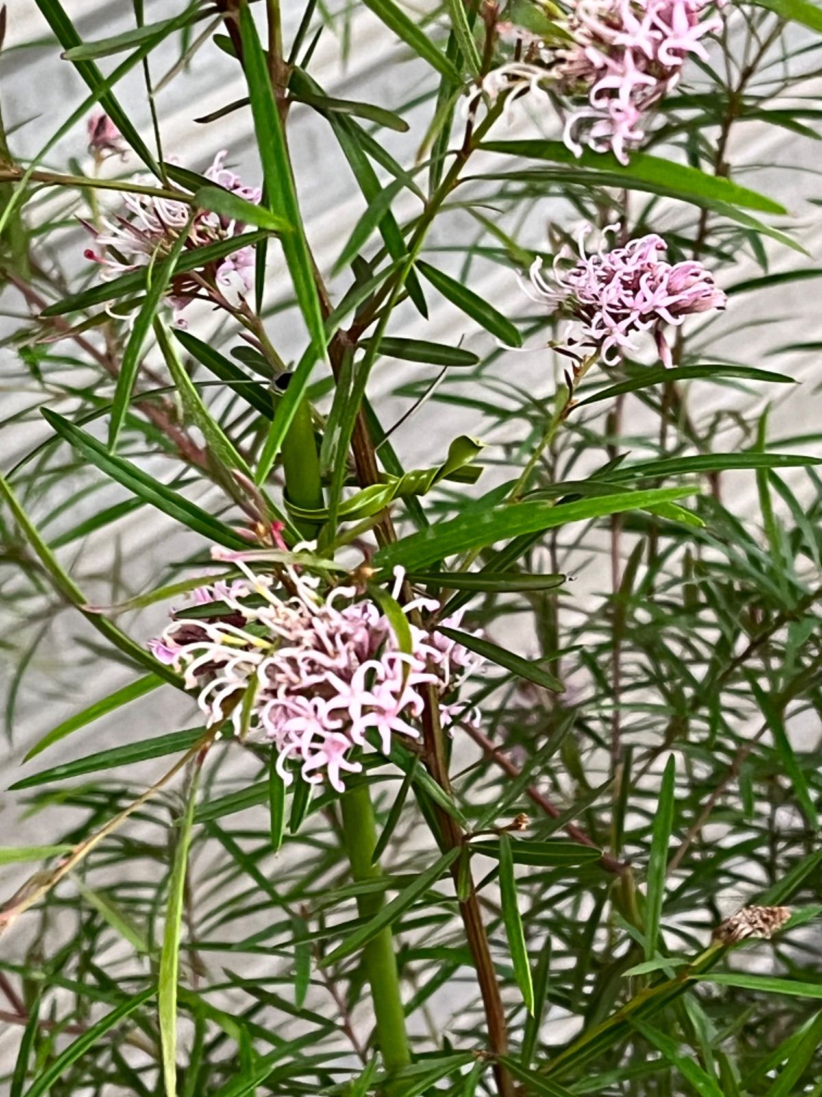 ホットセール グレビレア ハニージョー 植物/観葉植物 - education