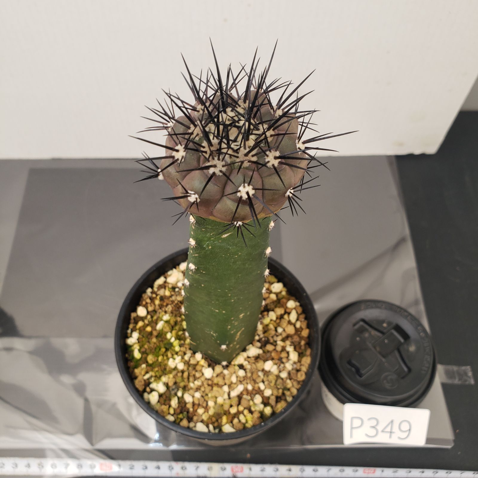 P349【自社養生株】コピアポア シネレア 黒王丸（接ぎ木・発根株
