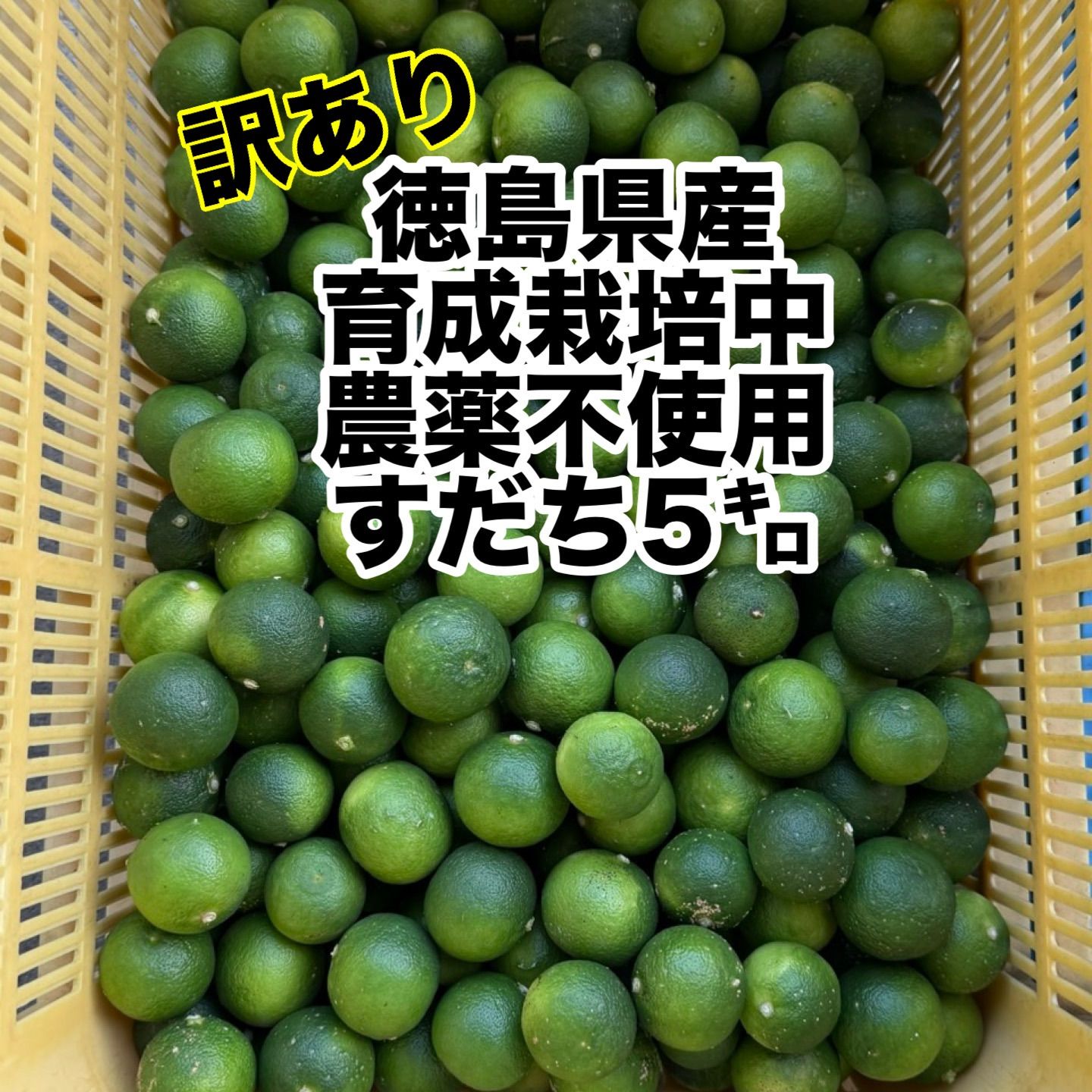 徳島県神山町産 《冷蔵貯蔵すだち》 綺麗なLサイズ 5キロ