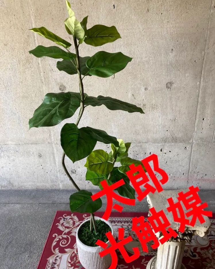 光触媒 人工観葉植物 ウォールグリーン フェイクグリーン ダブルウンベラータ115jga