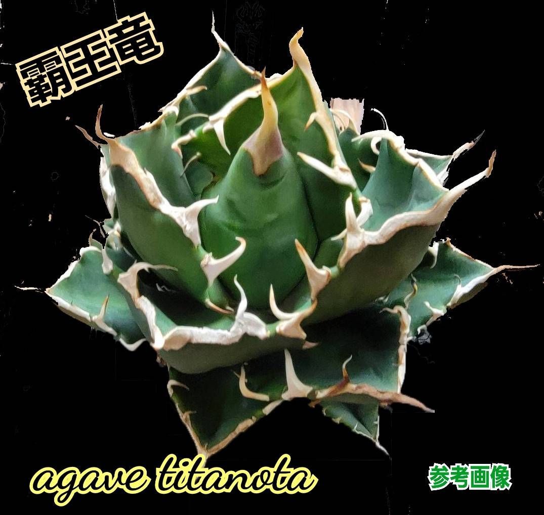 58 アガベ チタノタ 覇王竜 美株 肉厚 ムチムチ 選抜 特選 【公式通販】