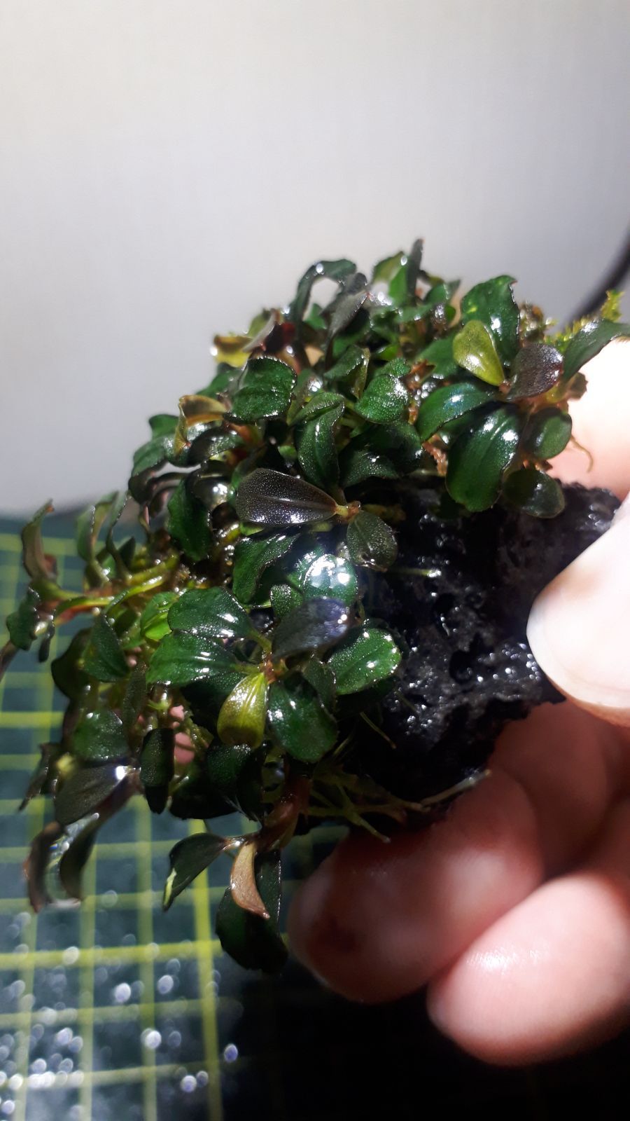 水草 ブセファランドラ sp ミニヘレナ群生 完全水中葉