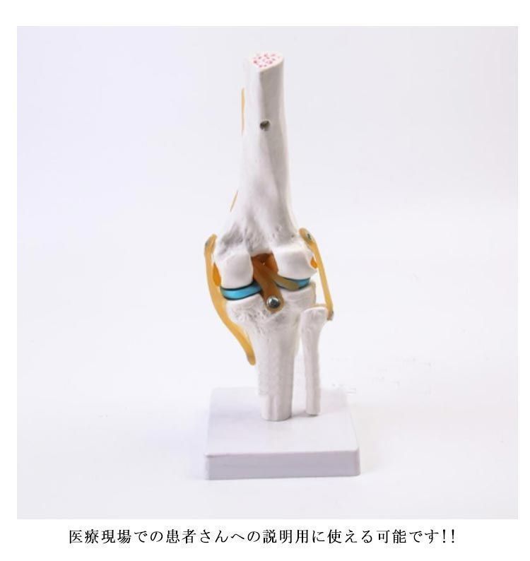 膝　模型　筋肉　骨　関節人体模型 Amazon.co.jp: 膝関節の模型 膝関節と筋肉の模型 ヒトの膝の解剖