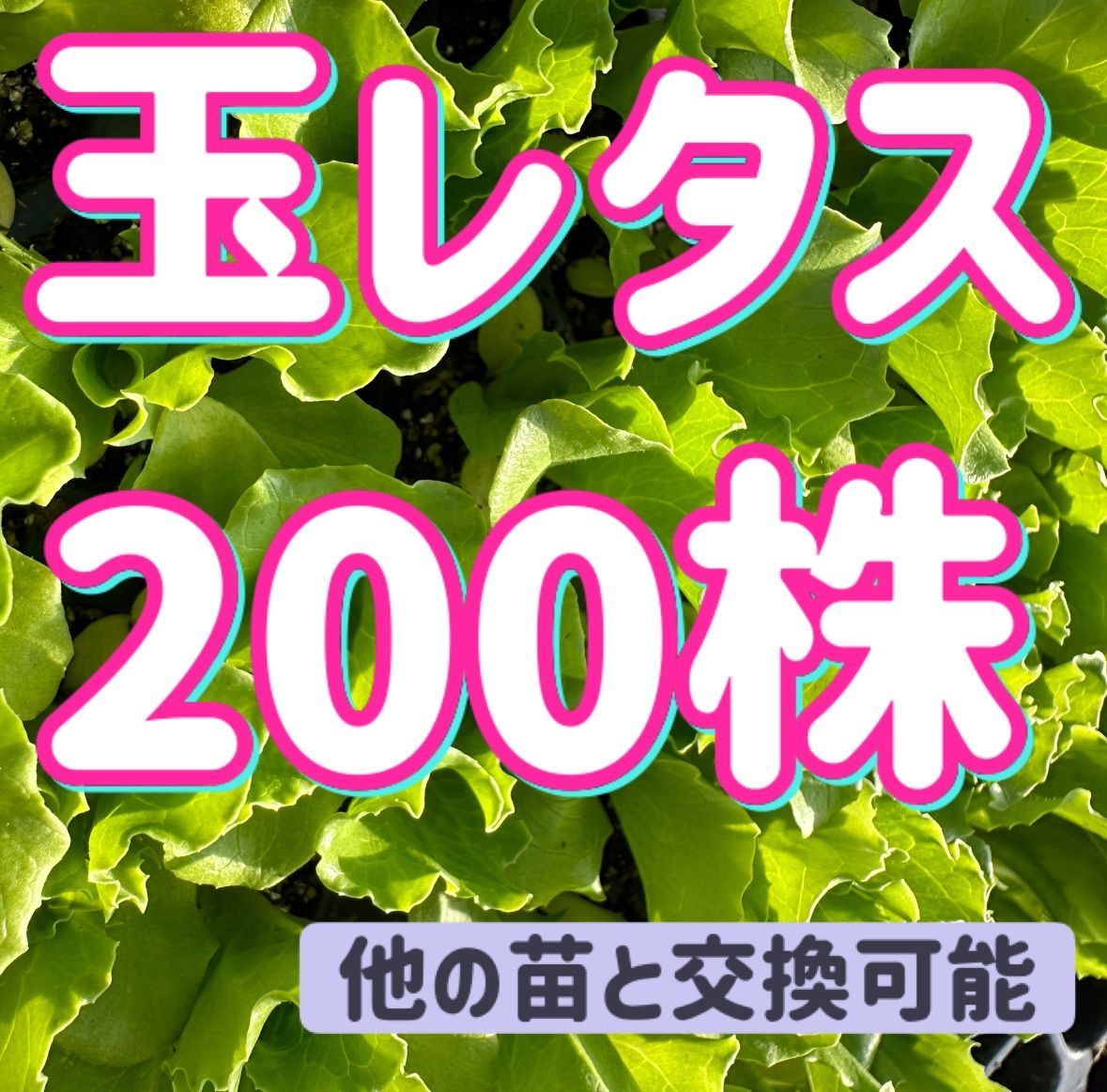 玉レタス×200 無農薬