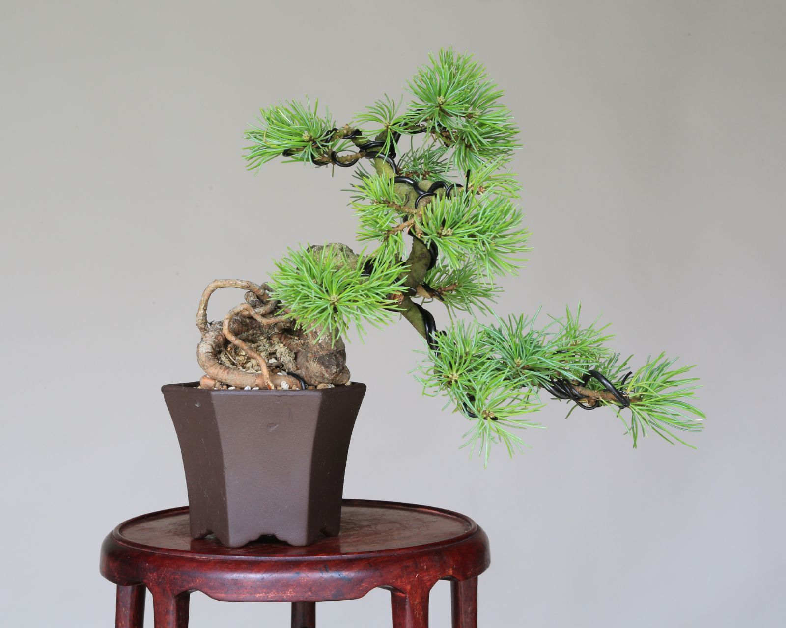 大巓性