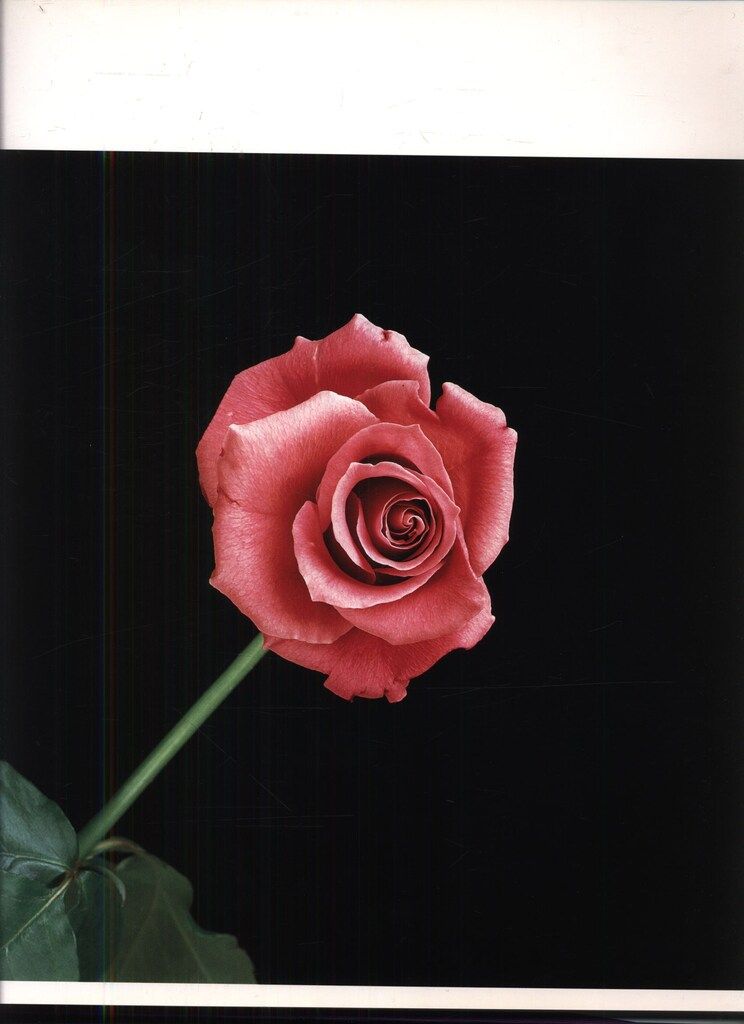 Robert Mapplethorpe メイプルソープの花 Flowers by Mapplethorpe