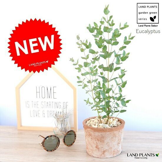 セラピー用木製・ステンレス鋼マッサージ器具 温灸セット