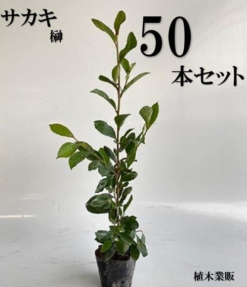 50本セット サカキ ホンサカキ 本榊樹高0.2m前後10.5cmポット