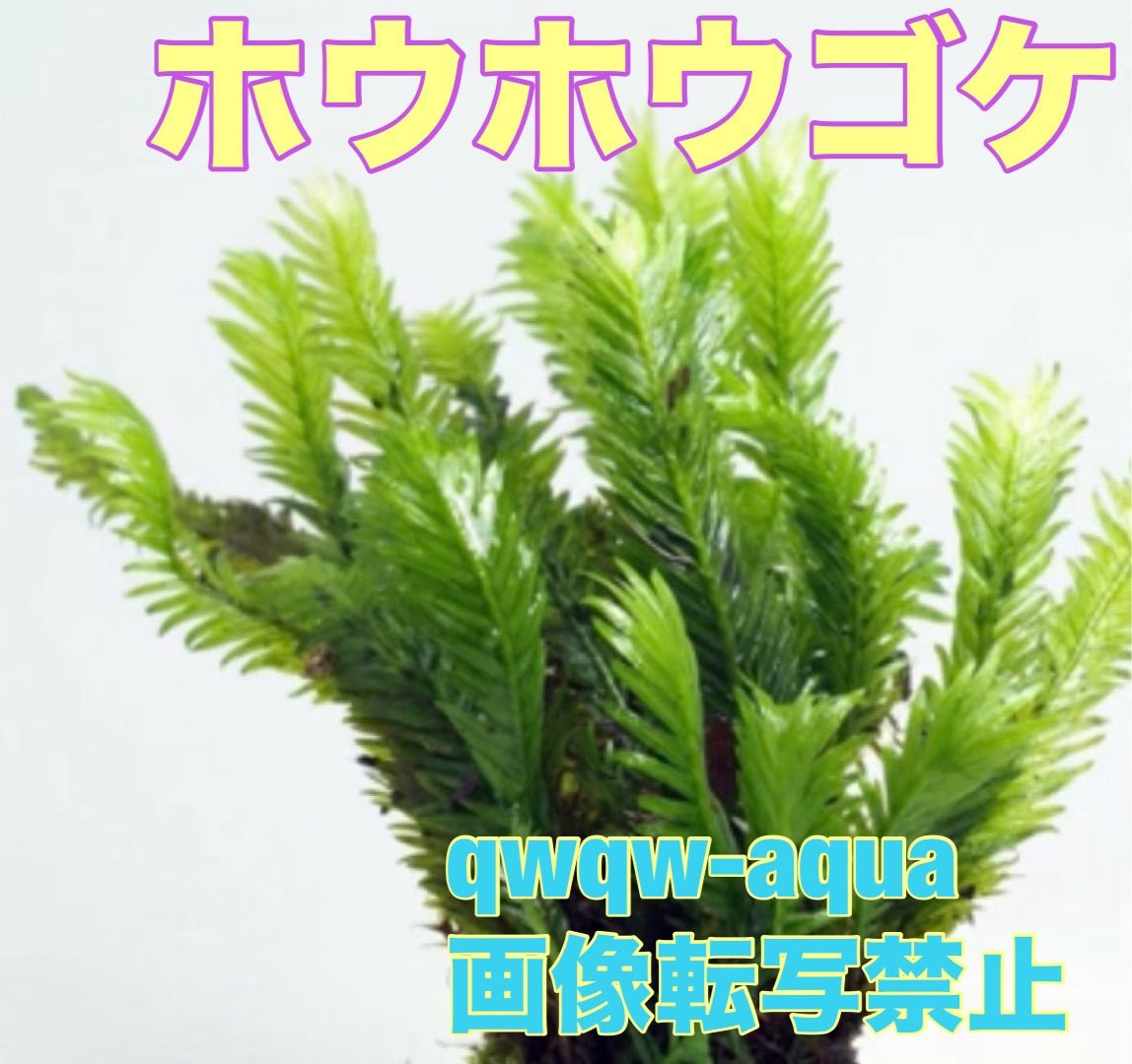 ヒメホウオウゴケ 980円 たっぷりネコポスサイズ 宅急便匿名配送 ヒメ