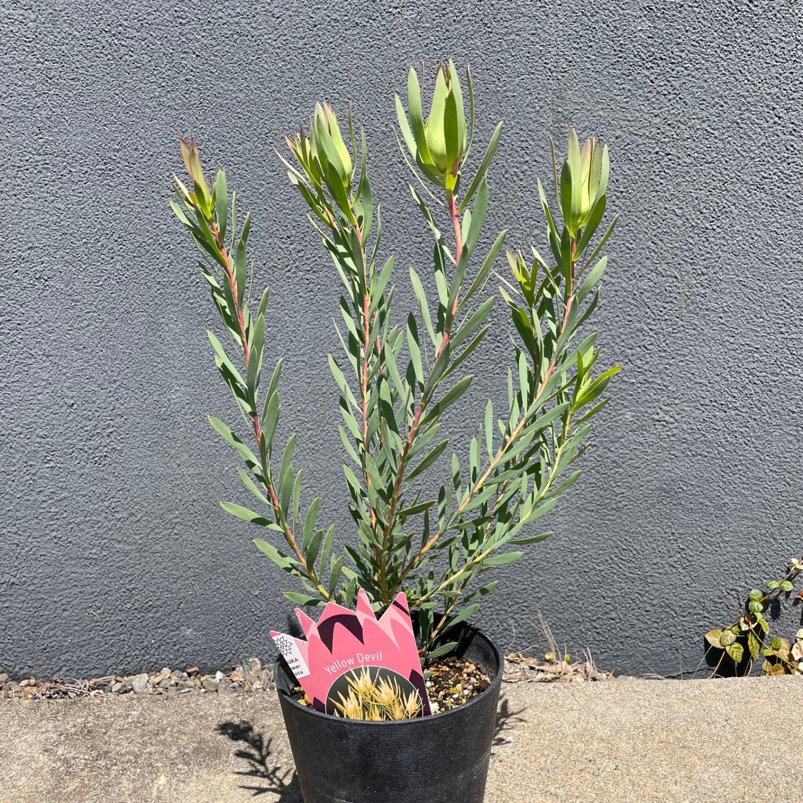 リューカデンドロン イエローデビル 5号 オージープランツ 日本花キ